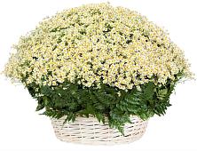 Цветочная композиция из Ромашки в корзине #REPLACE_PRED# Бердяуше